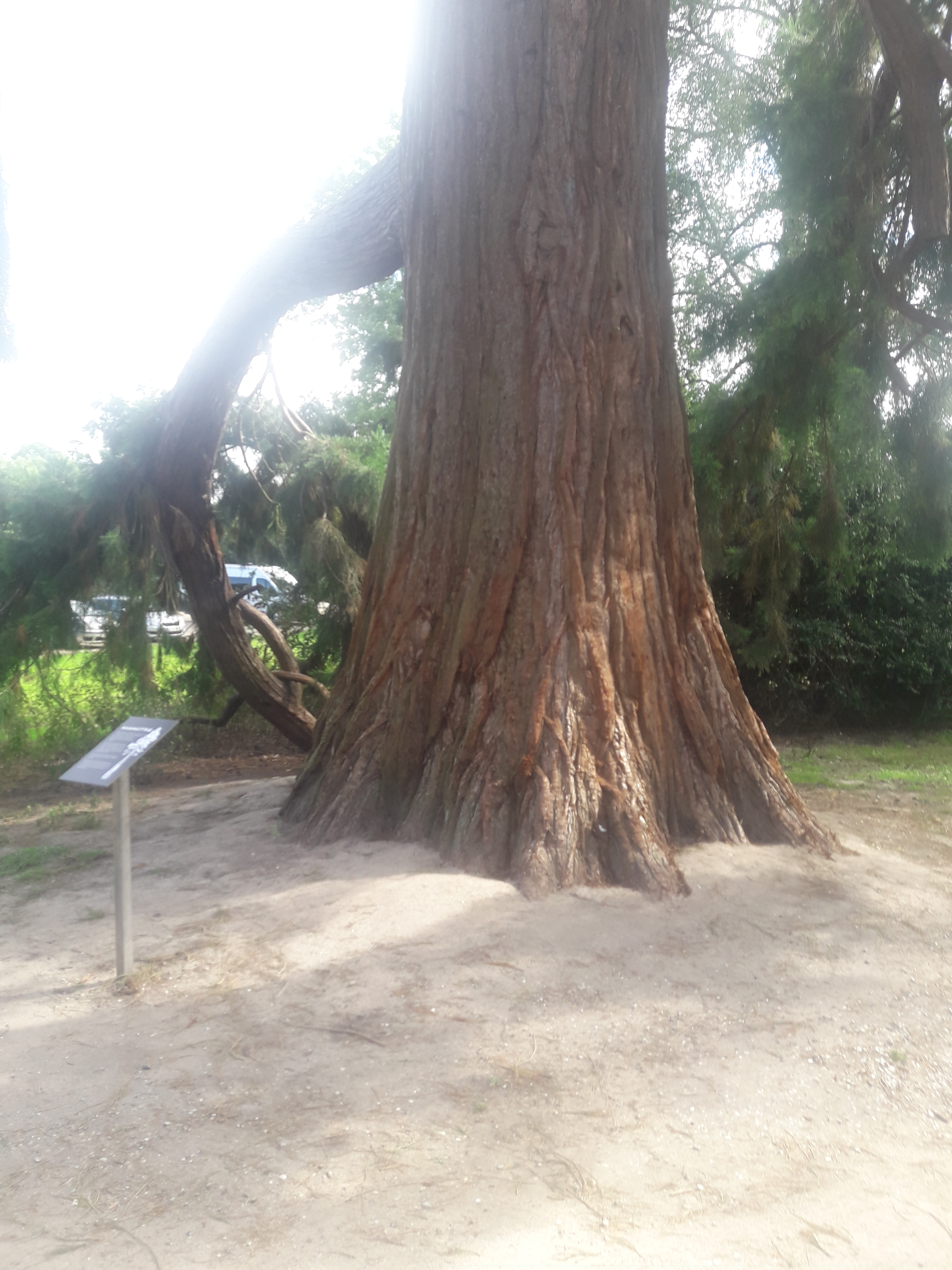 Gammelt træ i Knuthenborg Safaripark Gammelt træ i Knuthenborg Safaripark