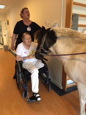 hesten Dixie hilder på beboer i kørestol