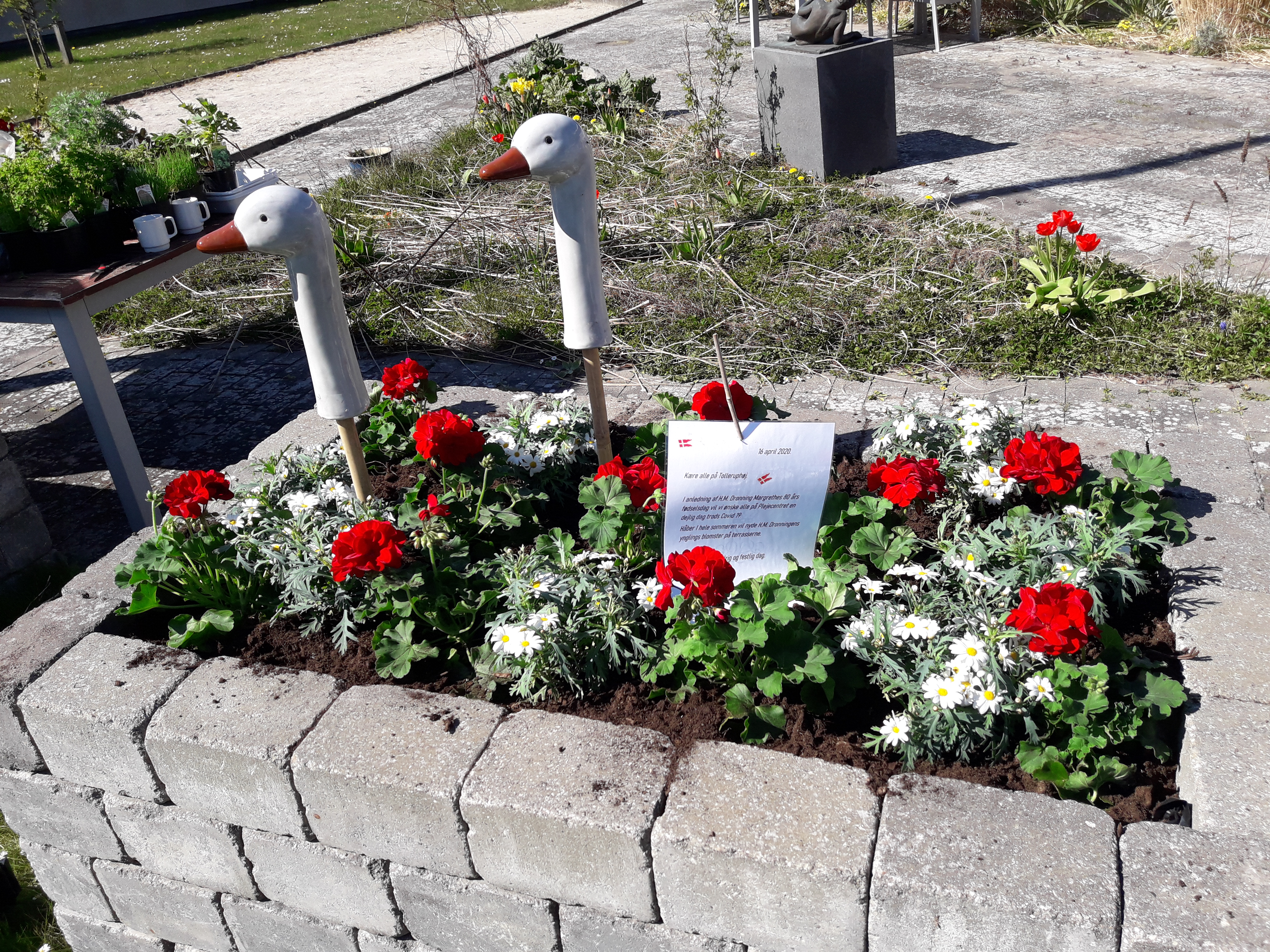 smukke udendørs planter fra fru hyacinth  smukke udendørs planter fra fru hyacinth plantes i haven af beboer og medarbejder