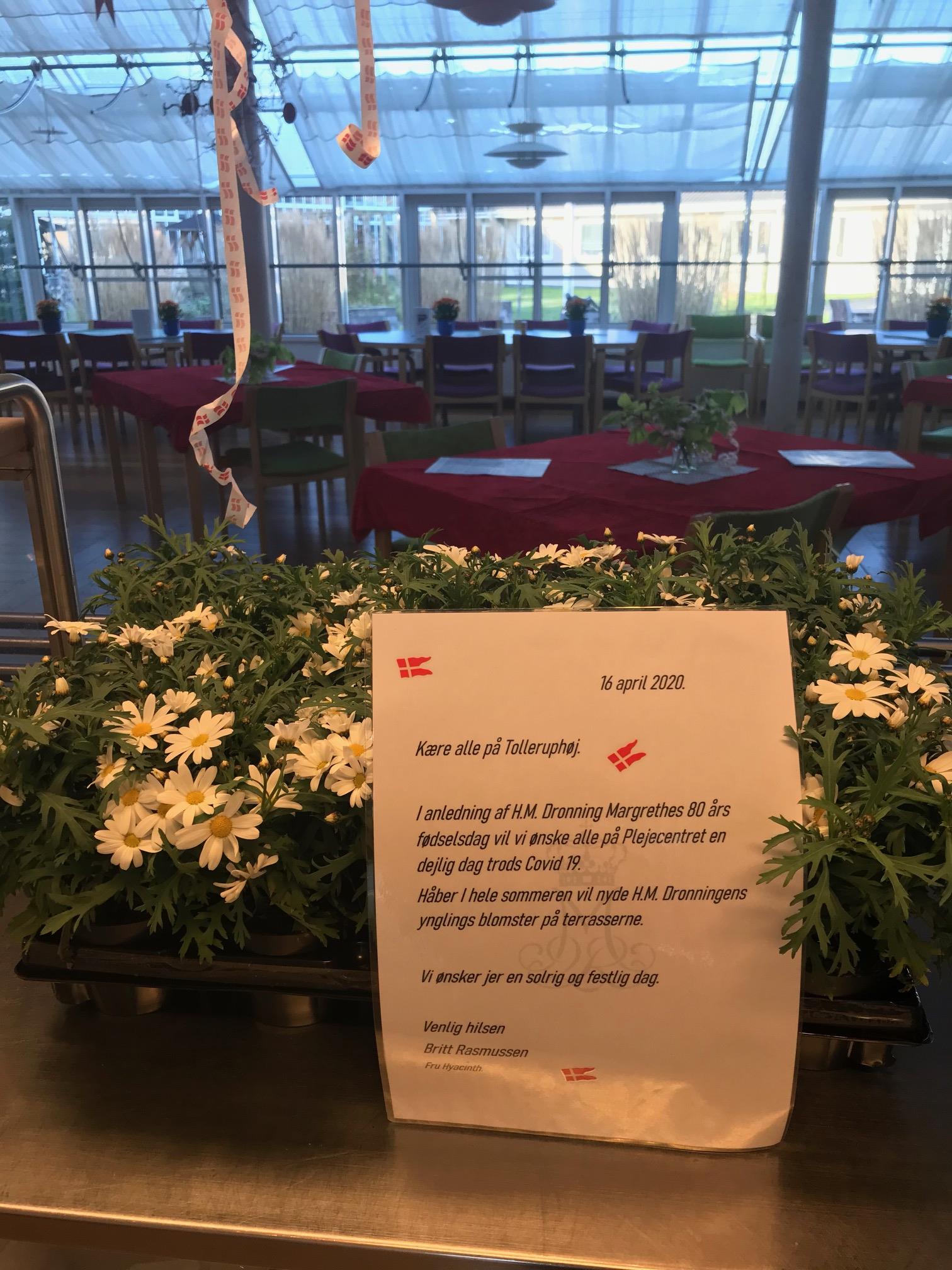 udendørs planter fra fru Hyacinth marguritter til udendørs krukker fra fru Hyacinth i anledning af dronningens 80 års fødselsdag