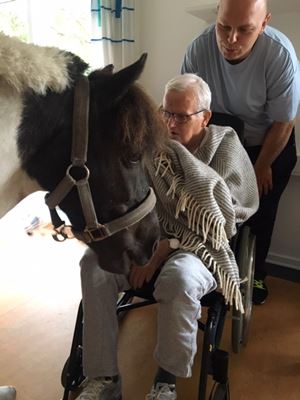 hesten Dixie hilser på beboer i kørestol