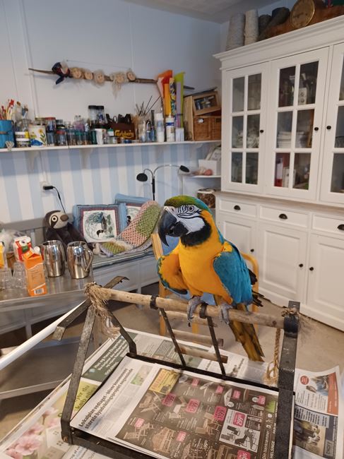 filmstjernen balloue