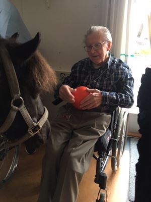 hesten Dixie hilser på beboer i kørestol med bold i hånden