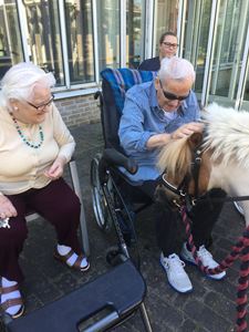 Hesten Tulle klappes af beboer i kørestol i haven på Tolleruphøj